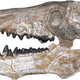 A skull of Archaeotherium mortoni, an entelodont from North America